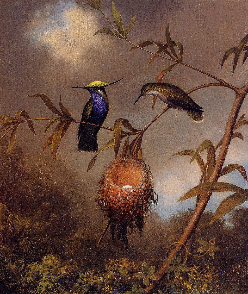 MartinJohnsonHeade-Black-BreastedPlovercrest1