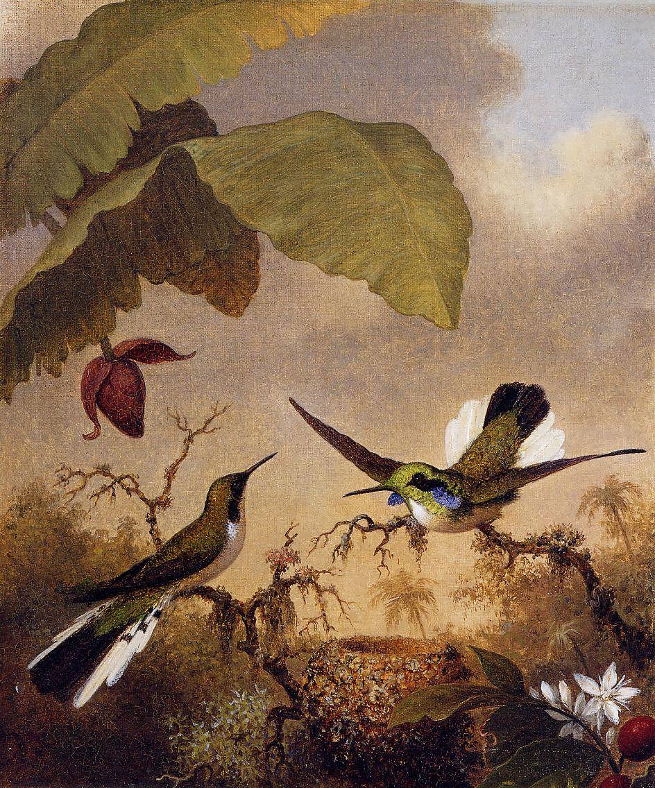 MartinJohnsonHeade-Black-EaredFairy1