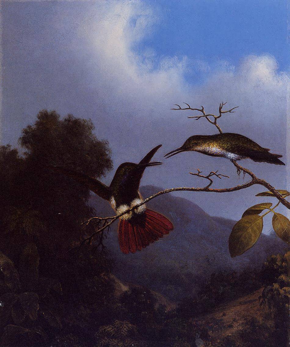 MartinJohnsonHeade-Black-ThroatedMango1