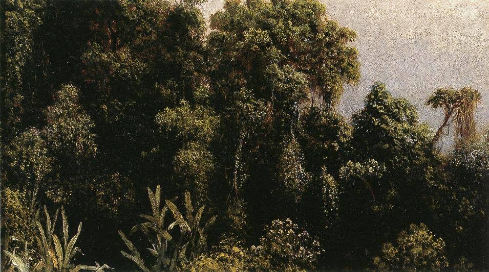 MartinJohnsonHeade-ForestStudyBrazil1