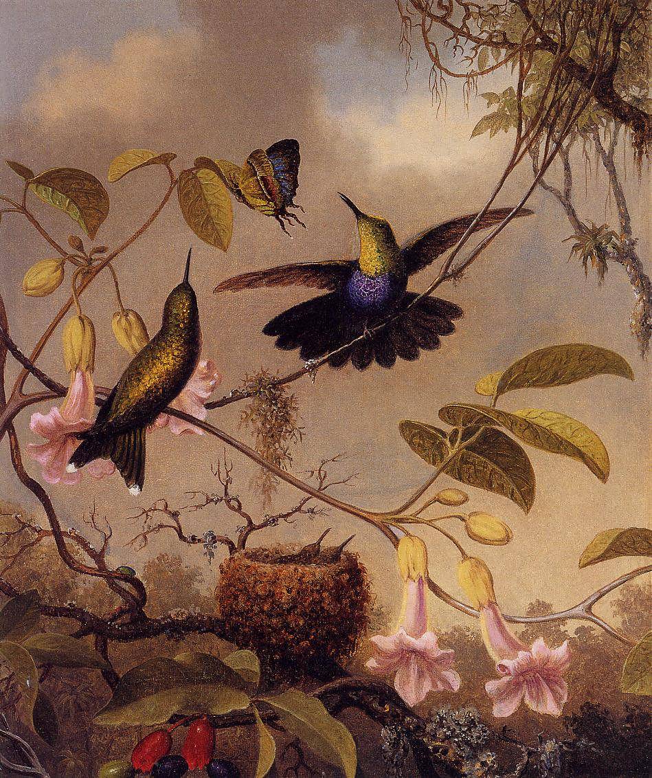 MartinJohnsonHeade-Fort-TailedWoodnymph1