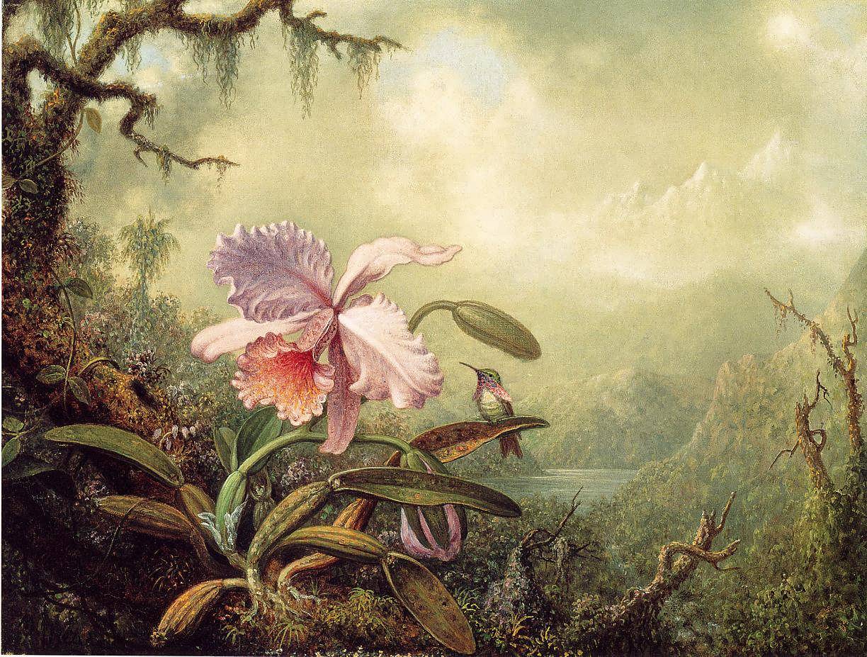 MartinJohnsonHeade-HeliodoresWoodstarandaPinkOrchid1