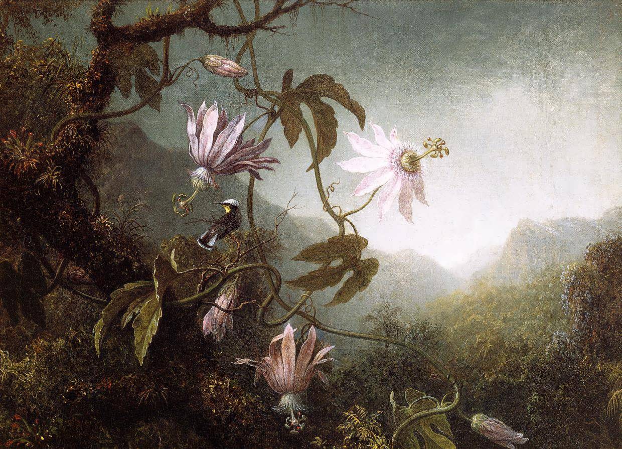 MartinJohnsonHeade-HummingbirdPerchednearPassionFlowers1