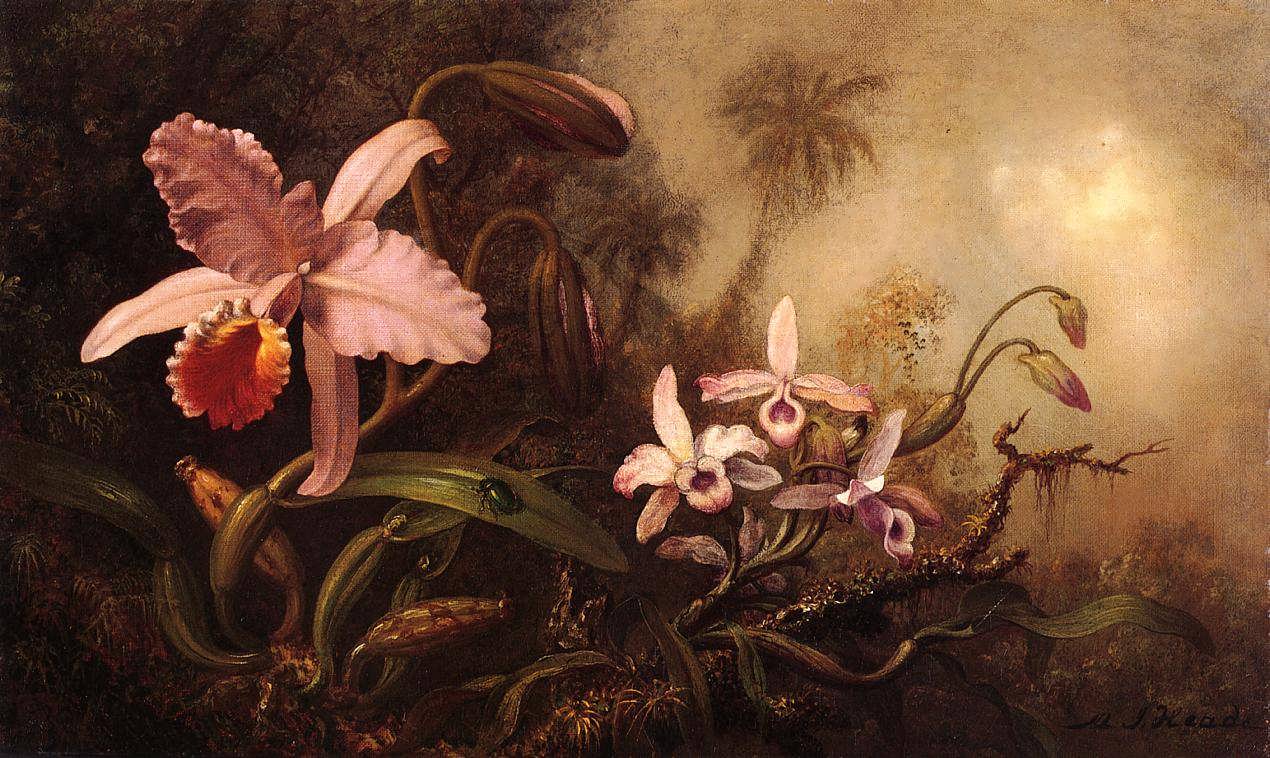 MartinJohnsonHeade-OrchidsandaBeetle1