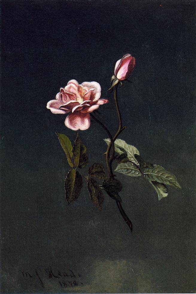 MartinJohnsonHeade-PinkRose1