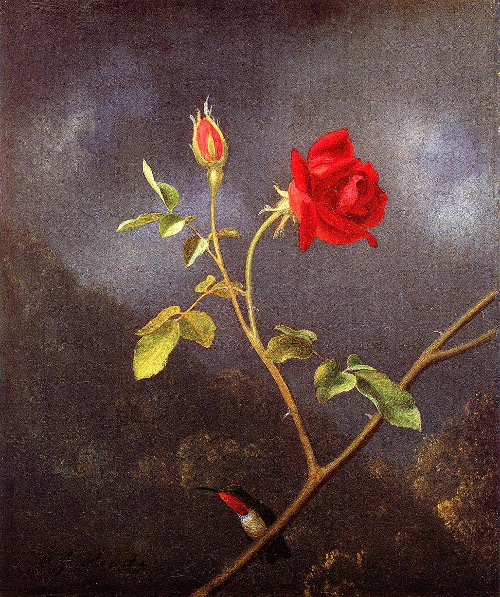 MartinJohnsonHeade-RedRosewithRubyThroat