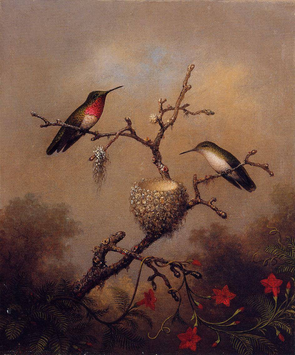 MartinJohnsonHeade-Ruby-ThroatedHummingbird