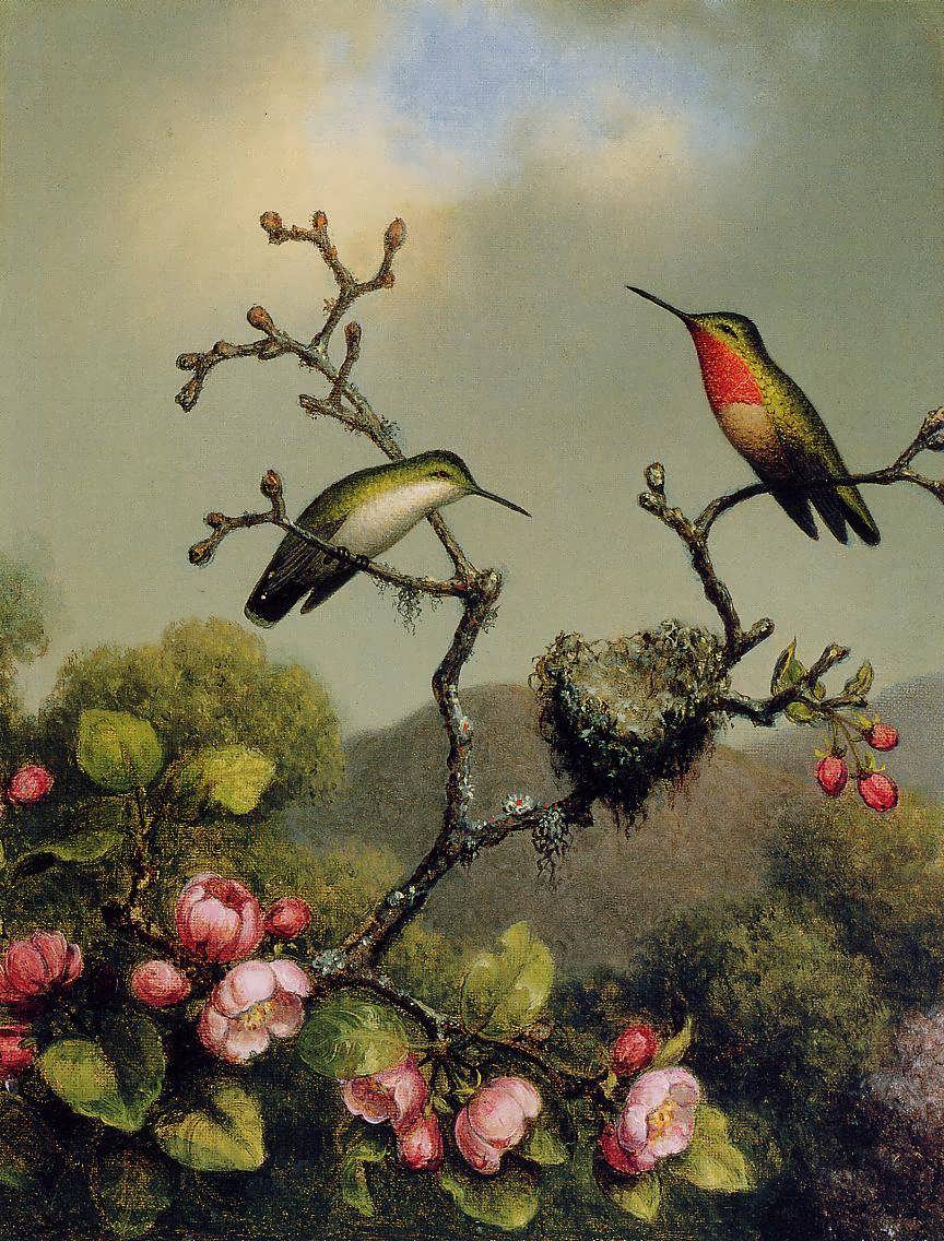 MartinJohnsonHeade-RubyThroatofNorthAmerica