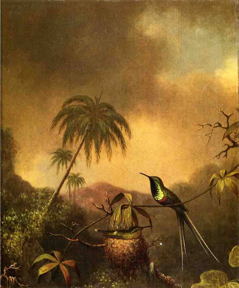 MartinJohnsonHeade-Thorn-TailBrazil1