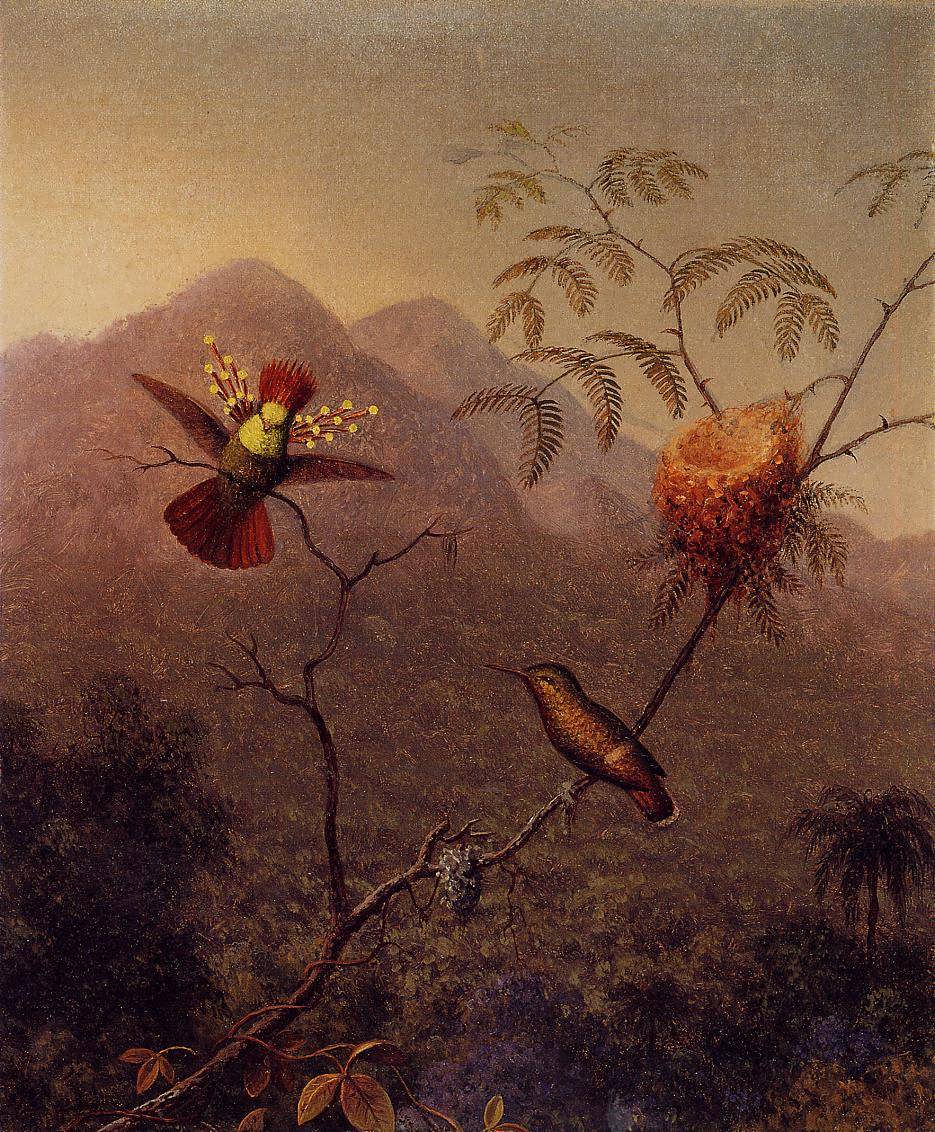 MartinJohnsonHeade-TuftedCoquette1